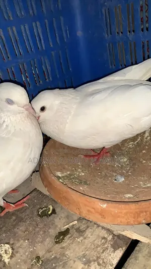কবুতর বিক্রি হবে