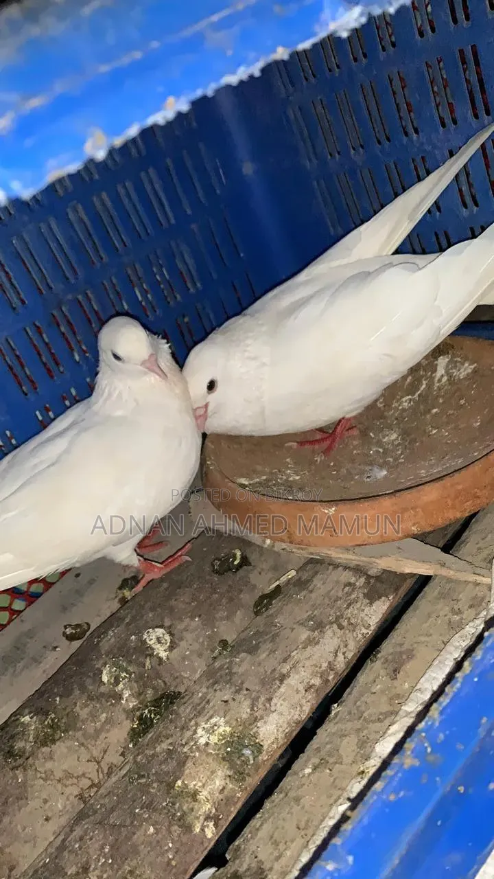 কবুতর বিক্রি হবে