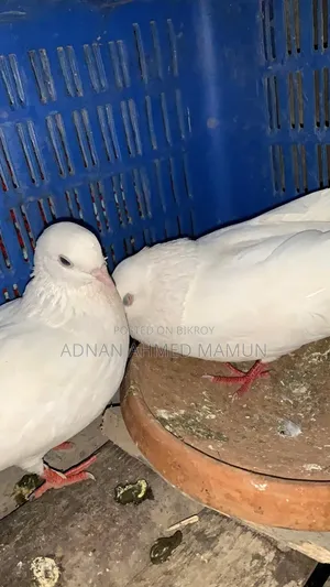 কবুতর বিক্রি হবে