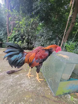 Fighter Rooster