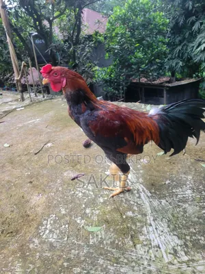 Fighter Rooster