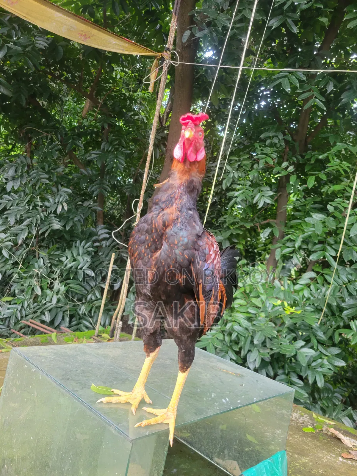 Fighter Rooster