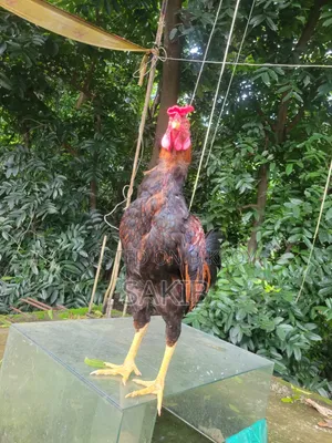 Fighter Rooster