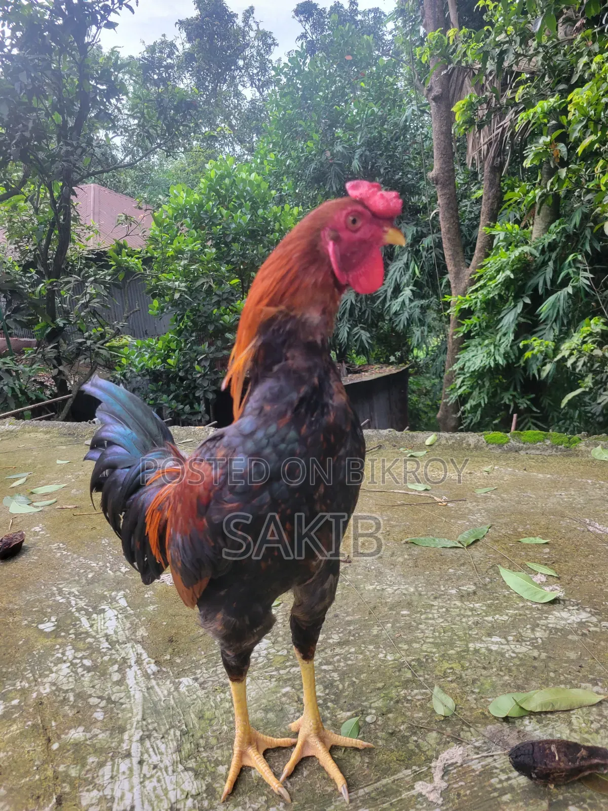 Fighter Rooster