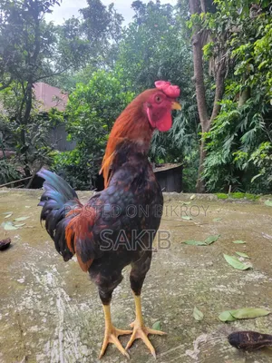 Fighter Rooster
