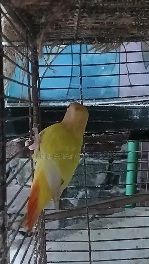 রেড হেড লাভ বার্ড