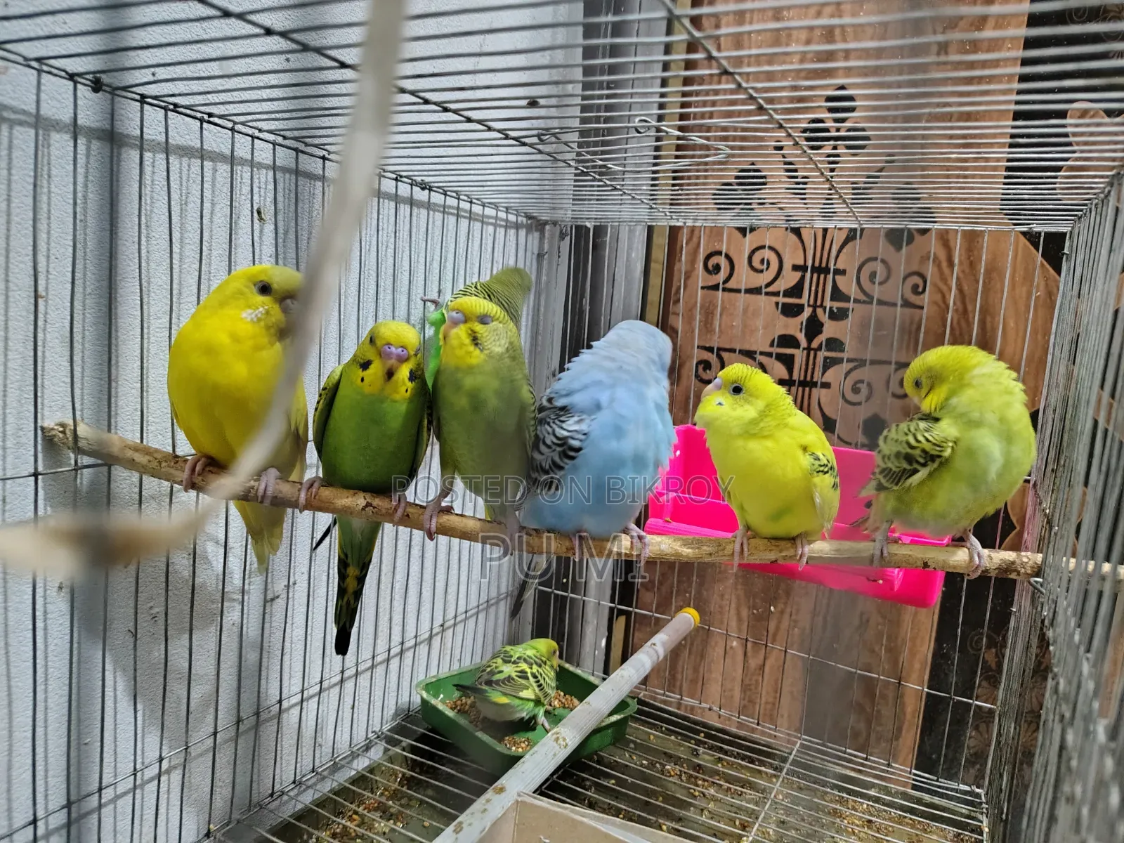 বাজরিগার পাখি বিক্রি হবে