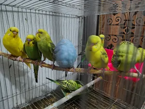বাজরিগার পাখি বিক্রি হবে