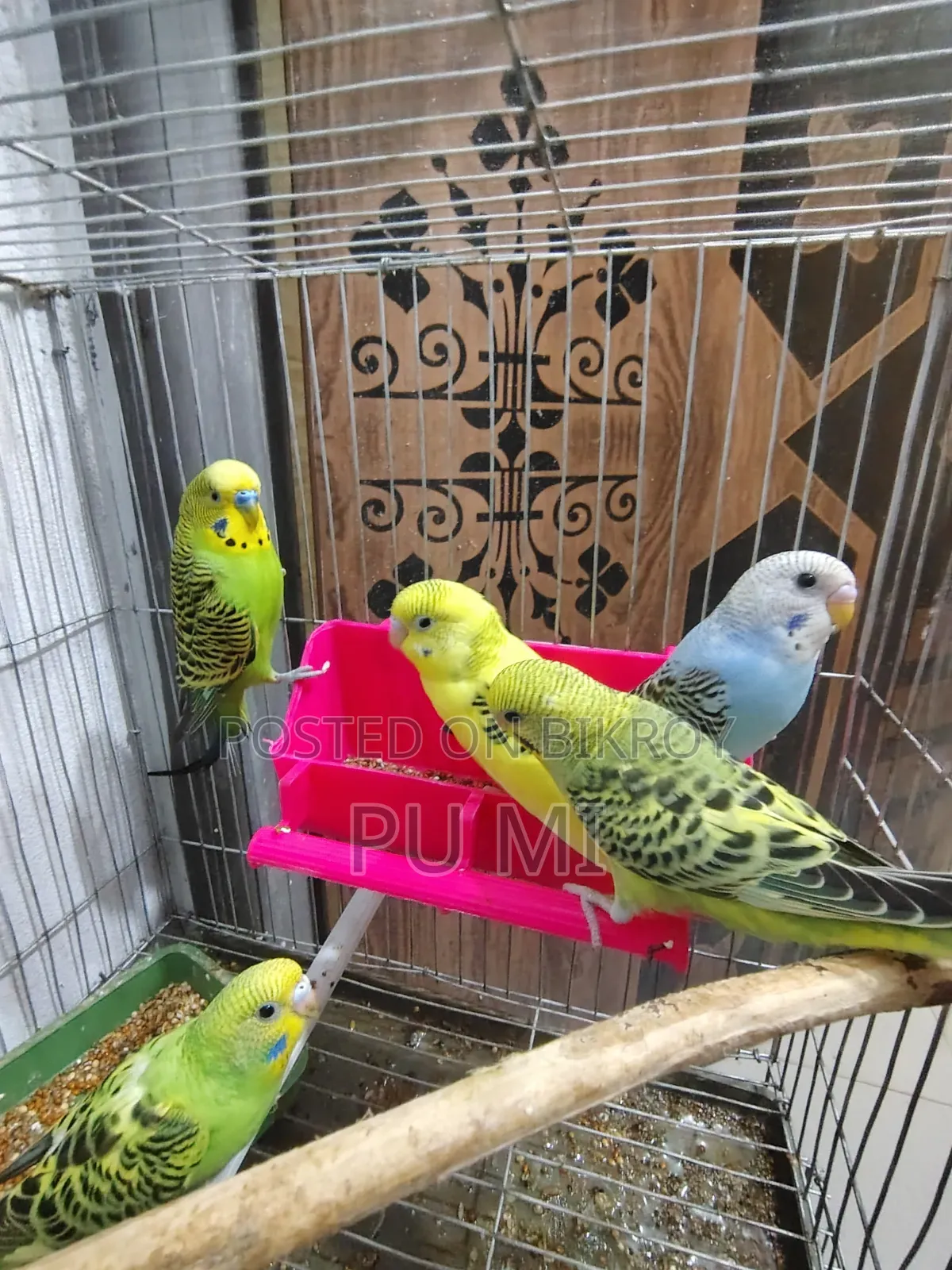 বাজরিগার পাখি বিক্রি হবে