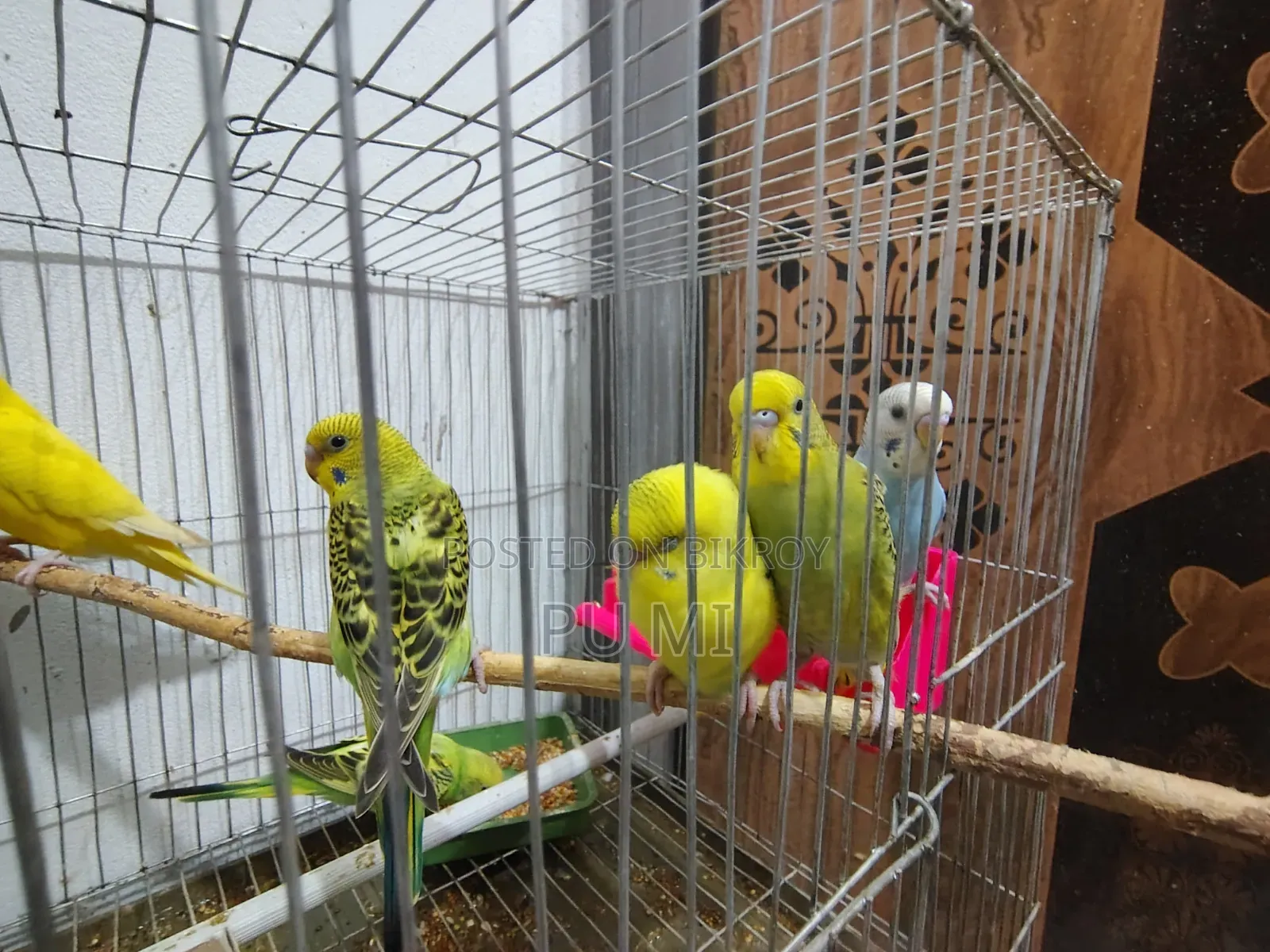 বাজরিগার পাখি বিক্রি হবে