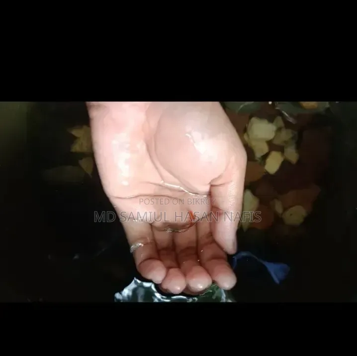 Guppy Fish