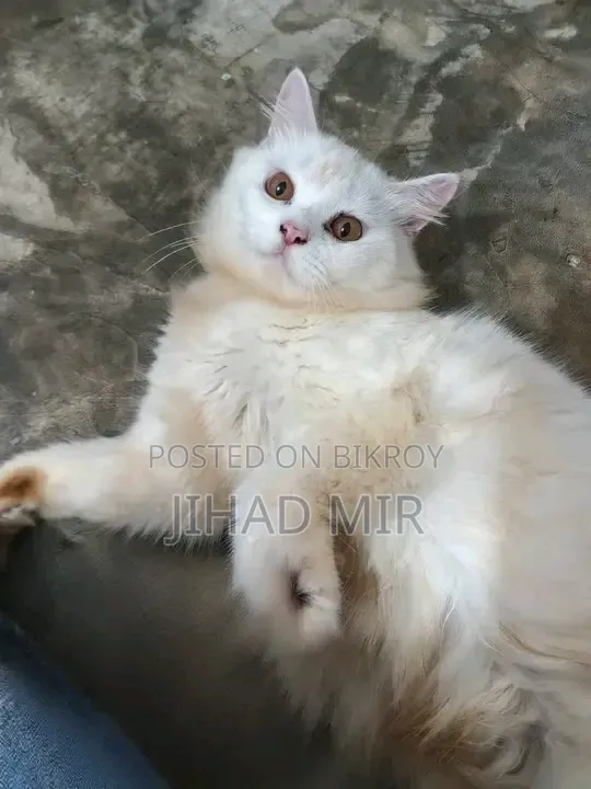 6-12 Months Male Purebred Persian