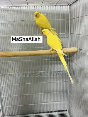 হলুদ রিং নেক জোড়া