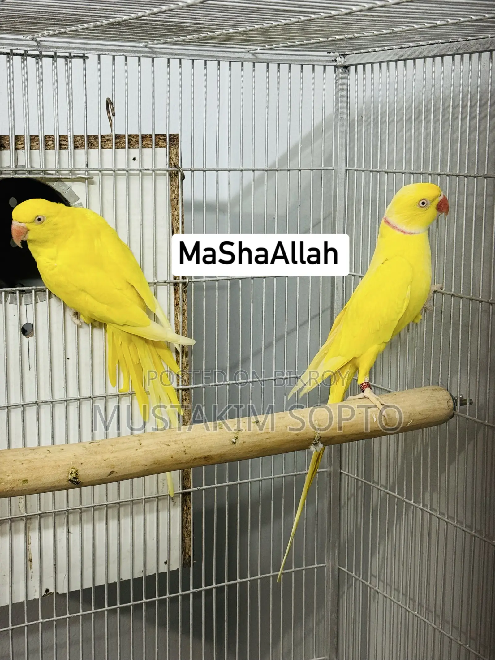 হলুদ রিং নেক জোড়া