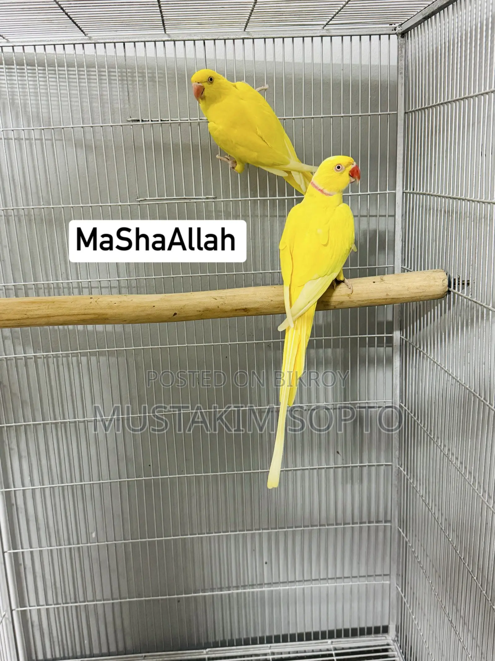 হলুদ রিং নেক জোড়া