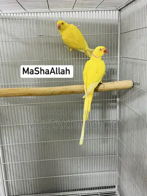 হলুদ রিং নেক জোড়া