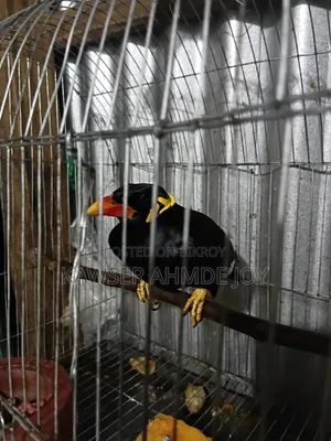 খুব ভালো মানের একটি স্পষ্ট কথা বলা চট্টগ্রাম ময়না বিক্রি করব