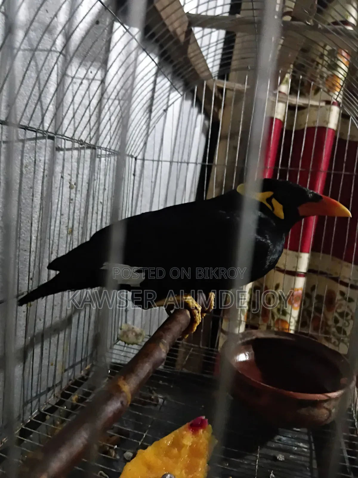 খুব ভালো মানের একটি স্পষ্ট কথা বলা চট্টগ্রাম ময়না বিক্রি করব