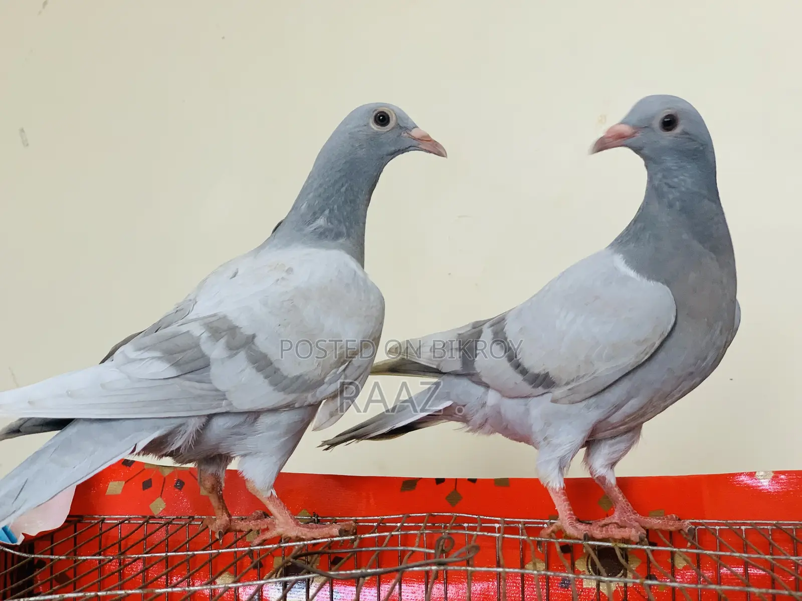 মাদরাজি হোমা কবুতর