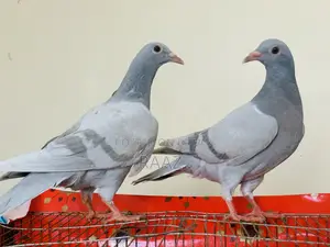 মাদরাজি হোমা কবুতর