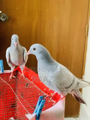 মাদরাজি হোমা কবুতর