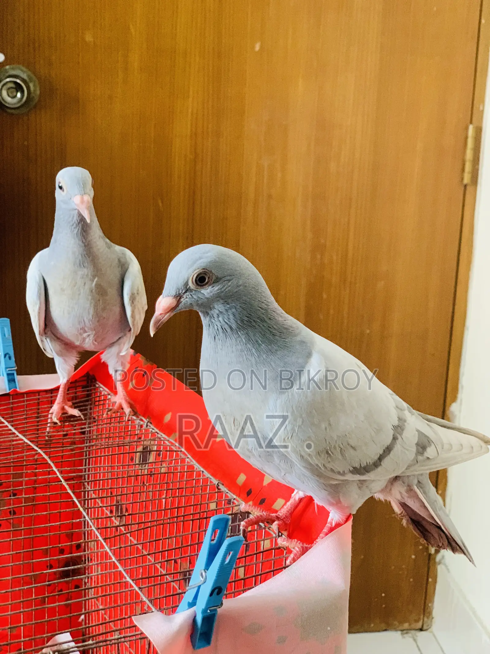 মাদরাজি হোমা কবুতর