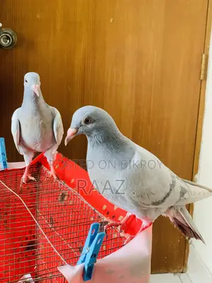 মাদরাজি হোমা কবুতর