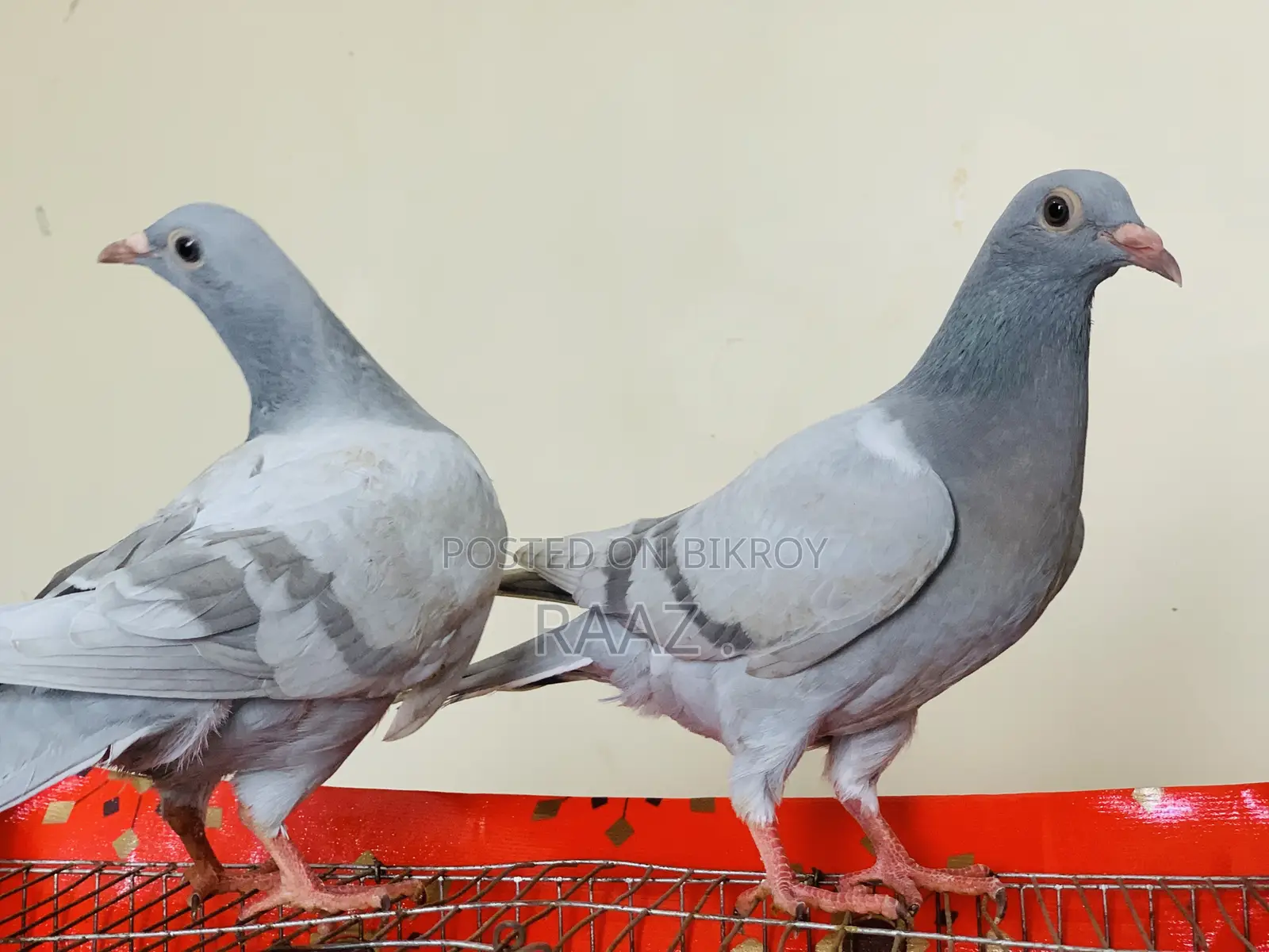 মাদরাজি হোমা কবুতর