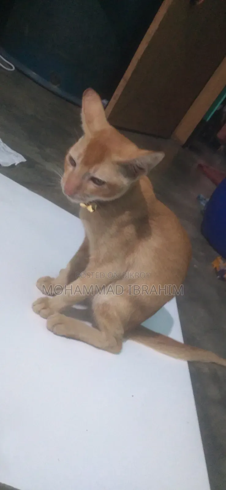 3-6 Months Female Mixed Breed Bengal