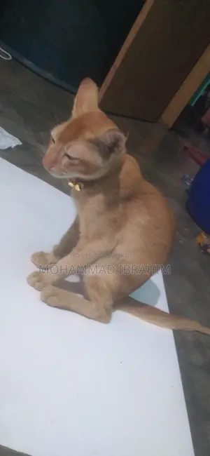 3-6 Months Female Mixed Breed Bengal