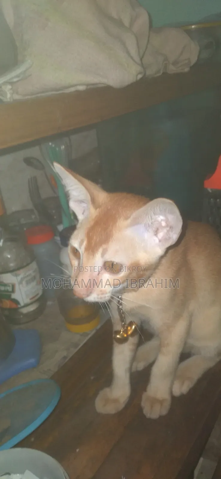 3-6 Months Female Mixed Breed Bengal