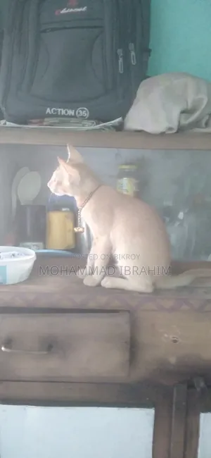 3-6 Months Female Mixed Breed Bengal