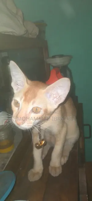3-6 Months Female Mixed Breed Bengal