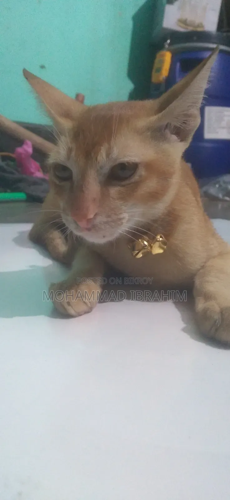 3-6 Months Female Mixed Breed Bengal