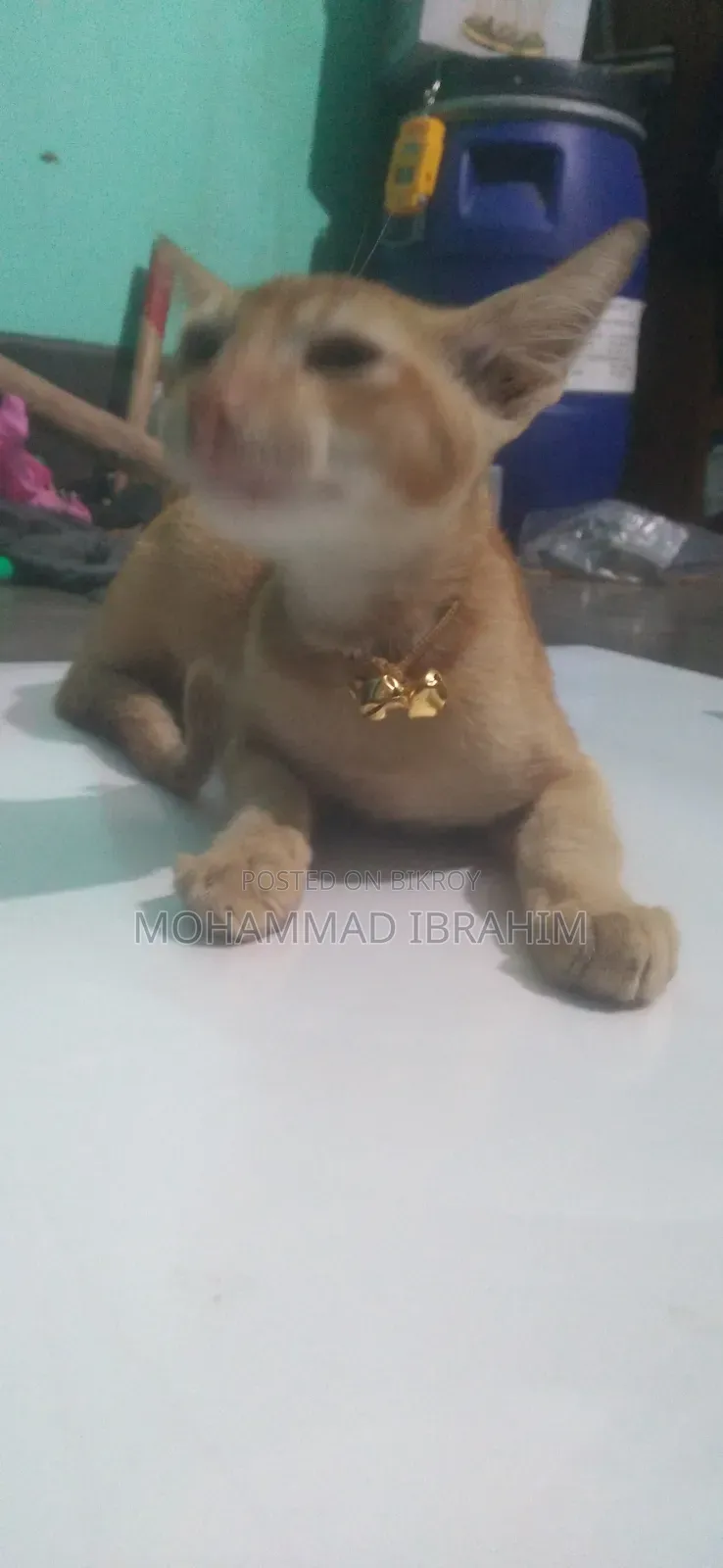 3-6 Months Female Mixed Breed Bengal