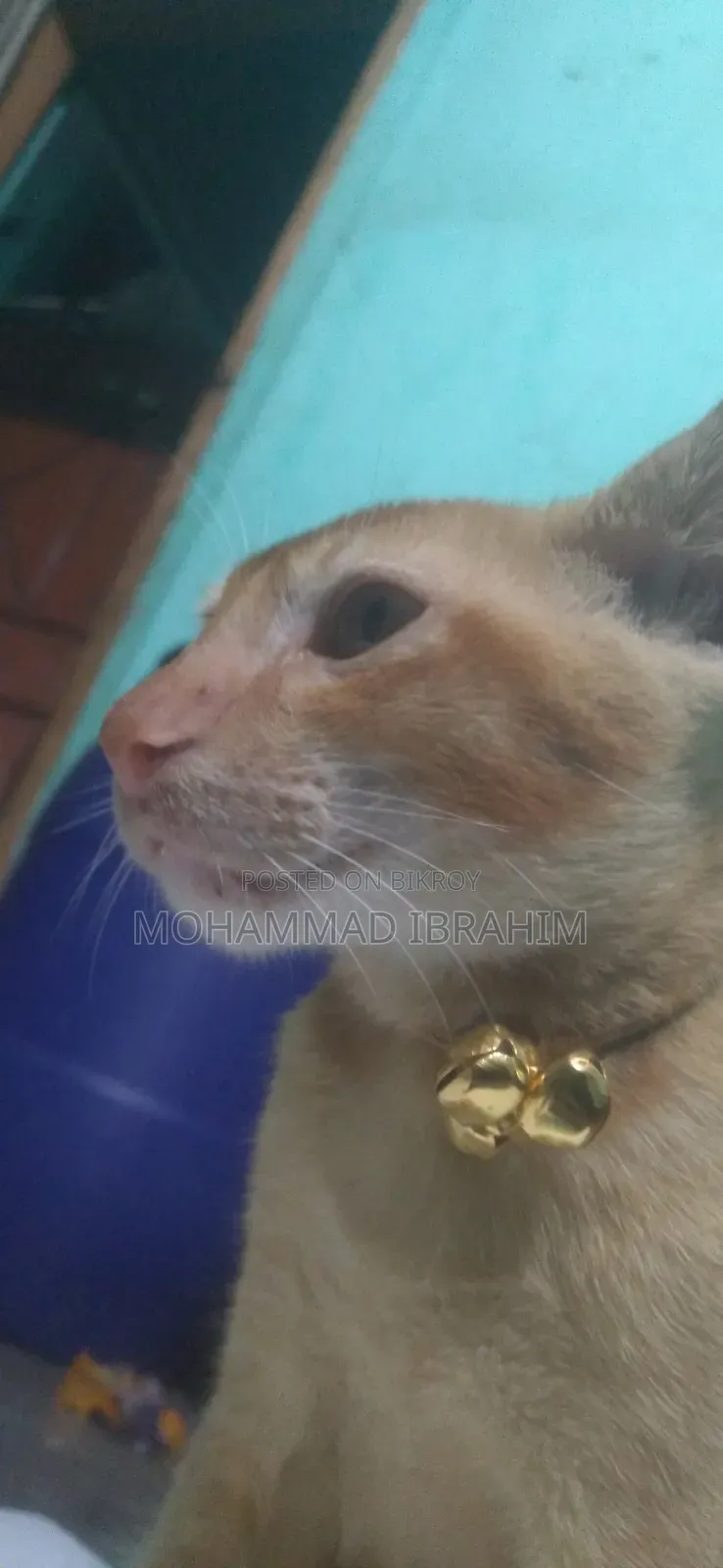 3-6 Months Female Mixed Breed Bengal