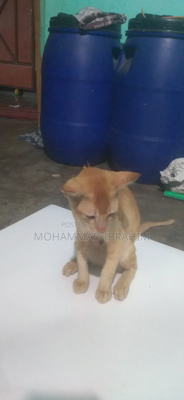 3-6 Months Female Mixed Breed Bengal