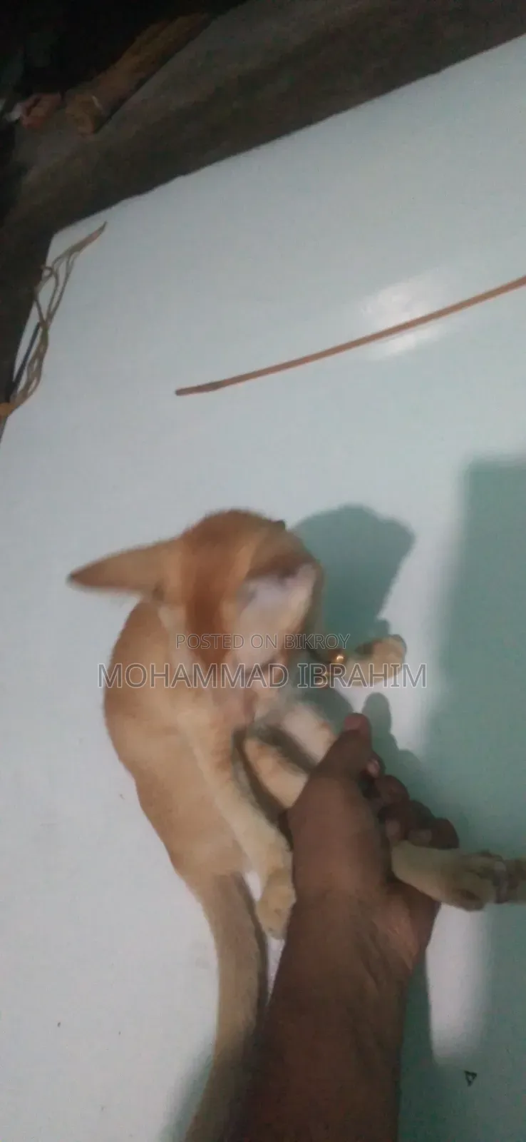 3-6 Months Female Mixed Breed Bengal