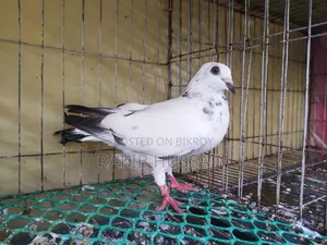 গ্রিজাল বাচ্ছা