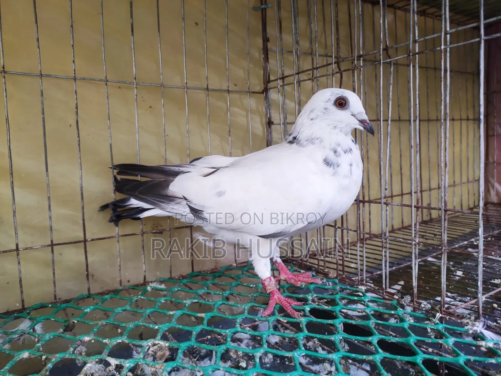 গ্রিজাল বাচ্ছা