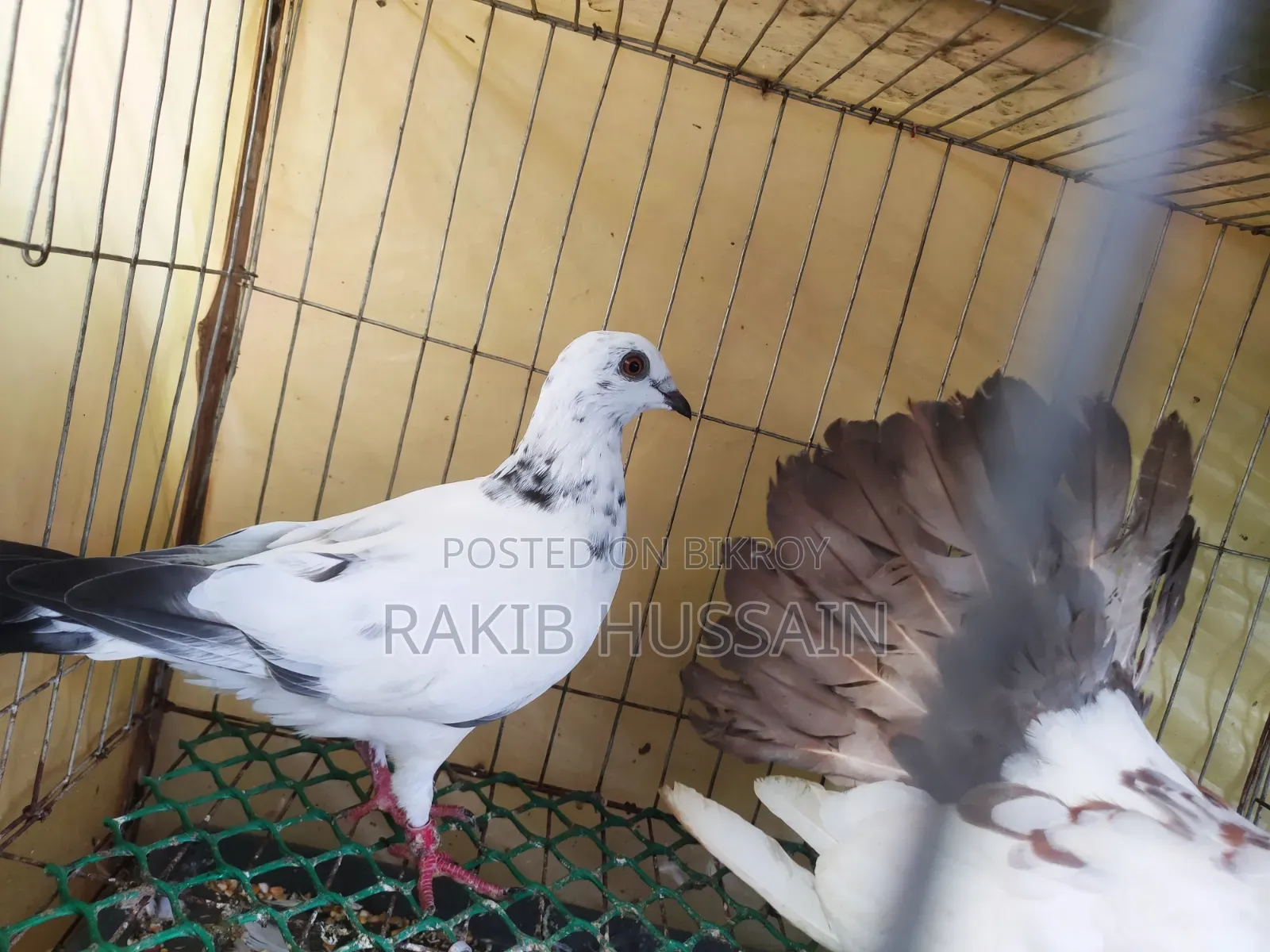 গ্রিজাল বাচ্ছা