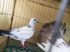 গ্রিজাল বাচ্ছা
