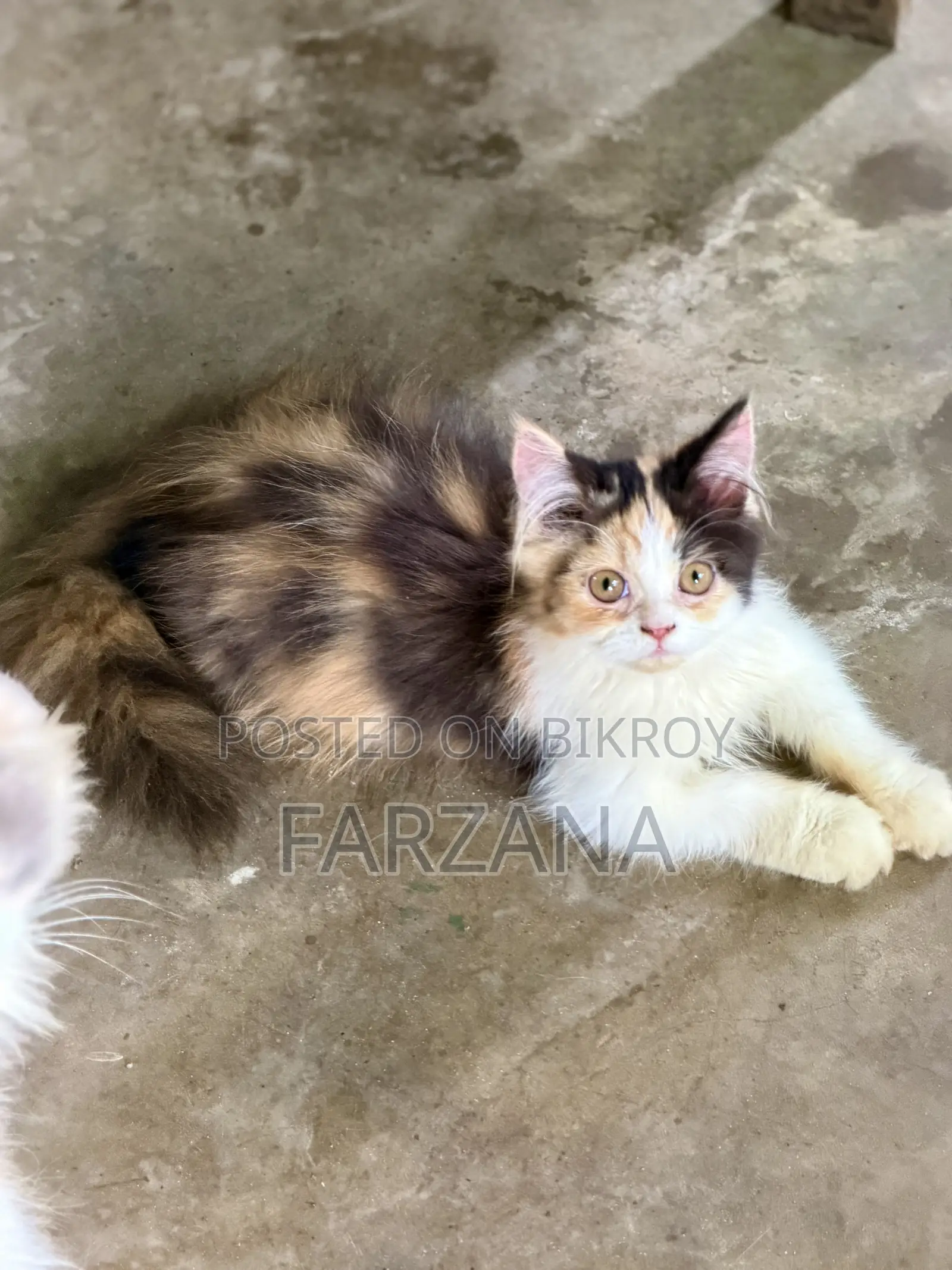 1-3 Months Female Purebred Persian