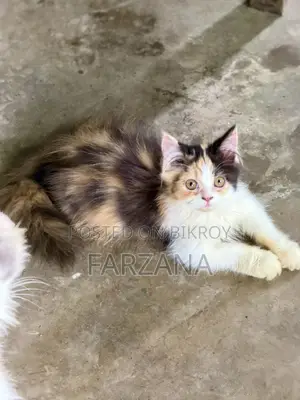 1-3 Months Female Purebred Persian