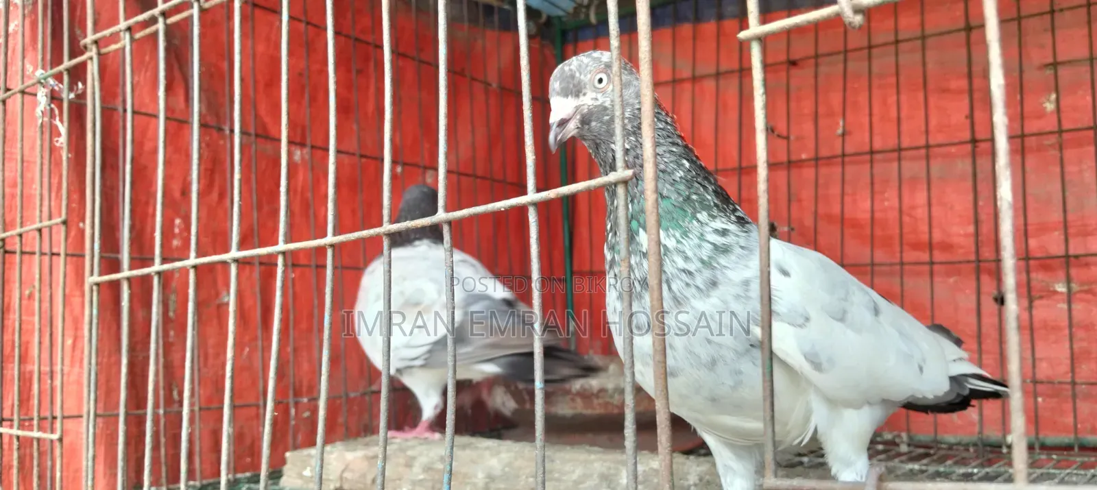 কবুতর রানিং জোড়া