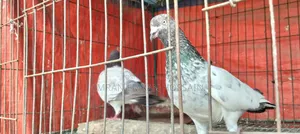 কবুতর রানিং জোড়া