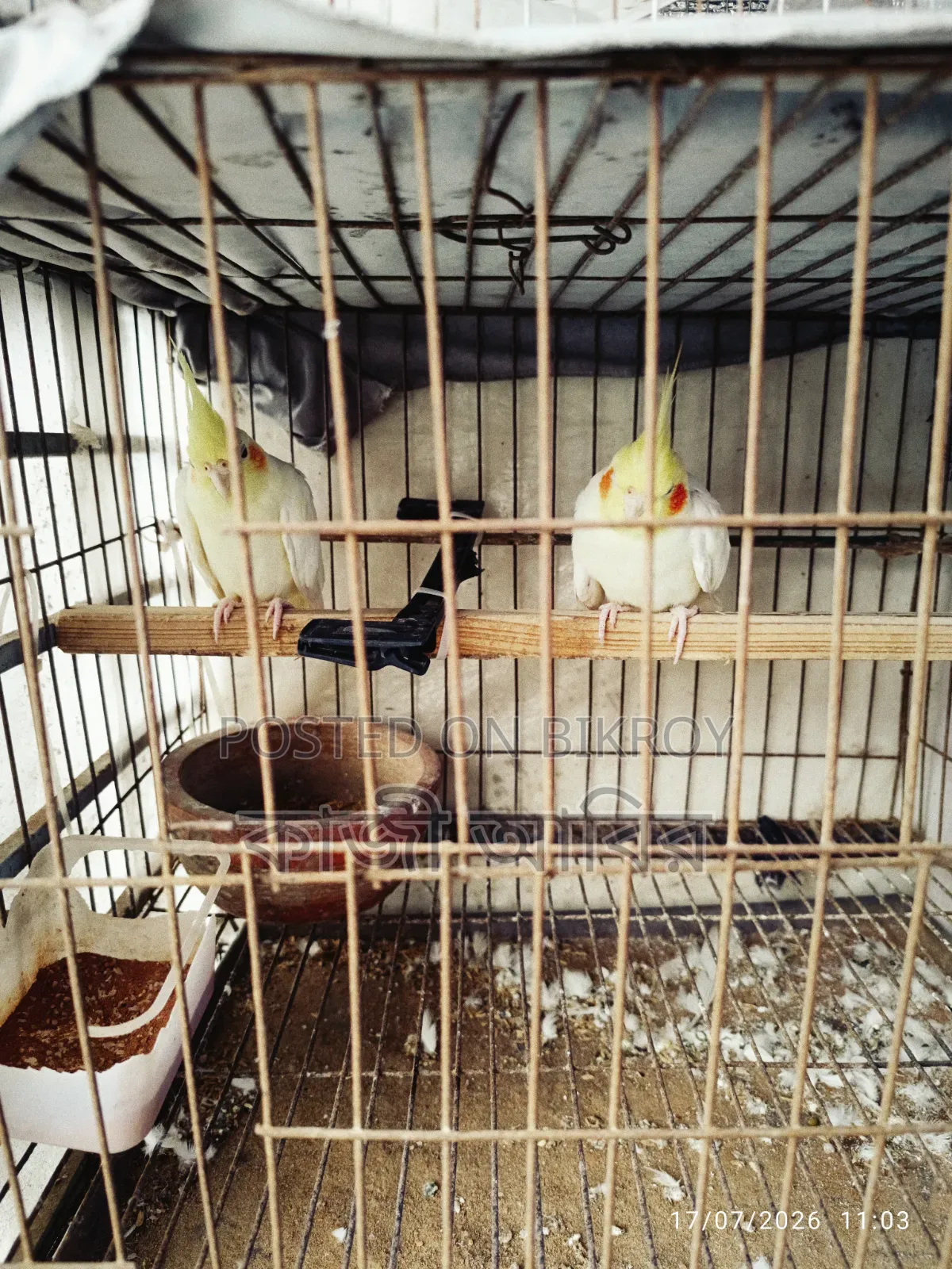 কোকোটাল পাখি গুলো সেল করবো। রানিং পেয়ার,
