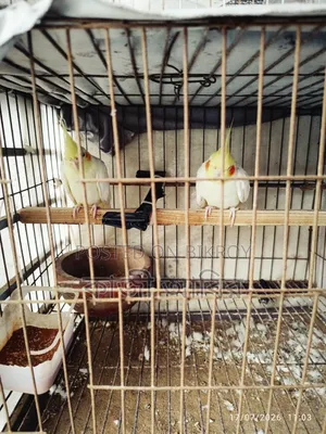 কোকোটাল পাখি গুলো সেল করবো। রানিং পেয়ার,