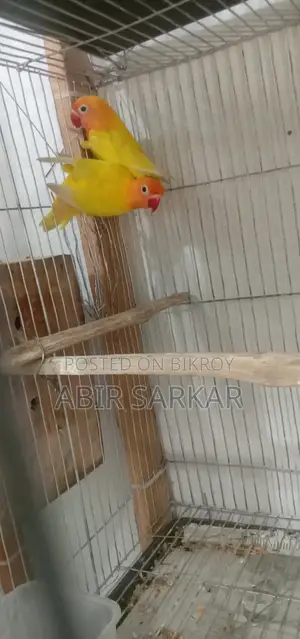 লাভ বার্ড পাখি