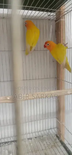 লাভ বার্ড পাখি